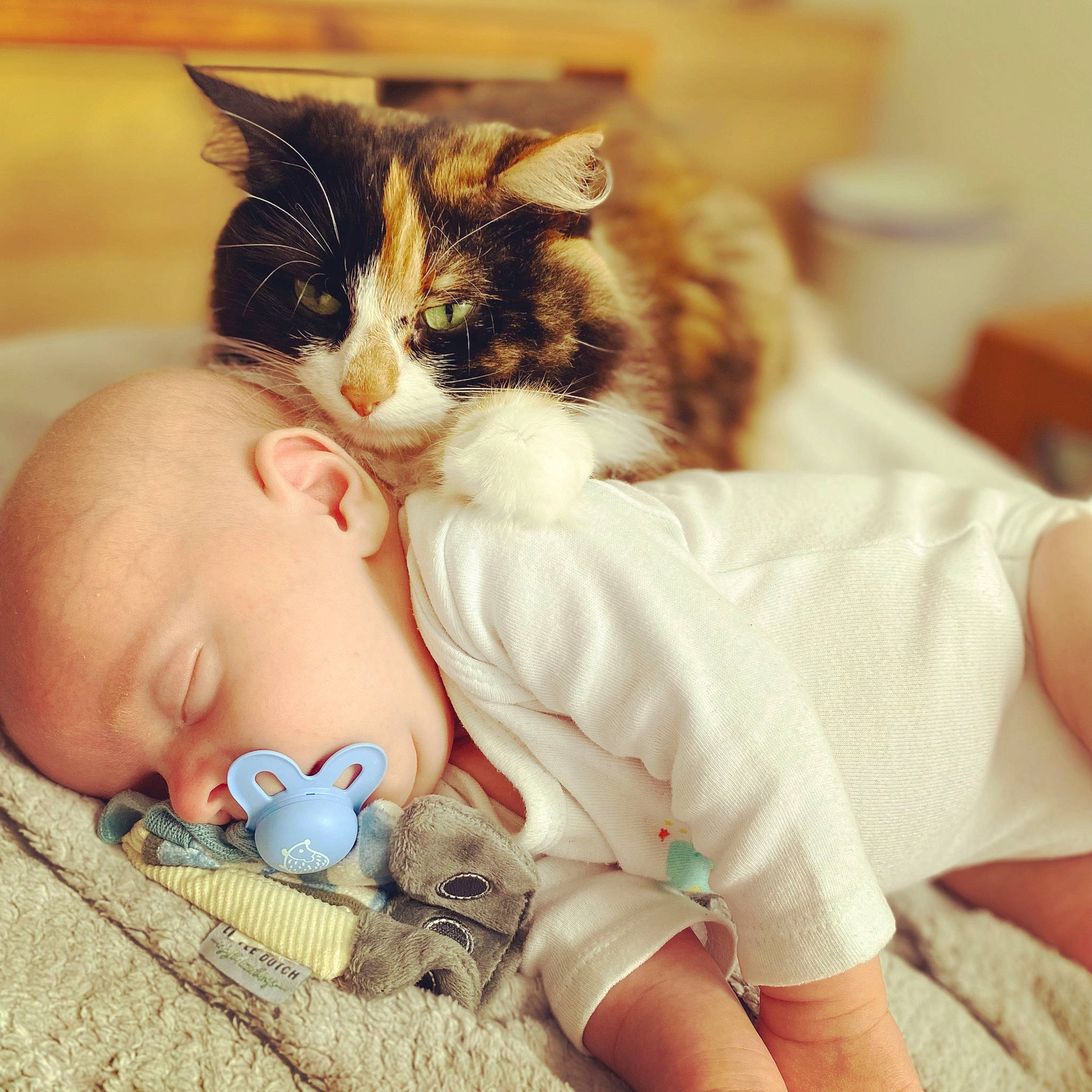 Oscar participe au concours pour gagner de l'argent avec cette photo : baby, baby_sleeping, baby_toddler_clothing, bedtime, cat, child, comfort, domestic_short_haired_cat, ear, eye, felidae, foot, fur, happy, linens, nose, person, skin, textile, toddler