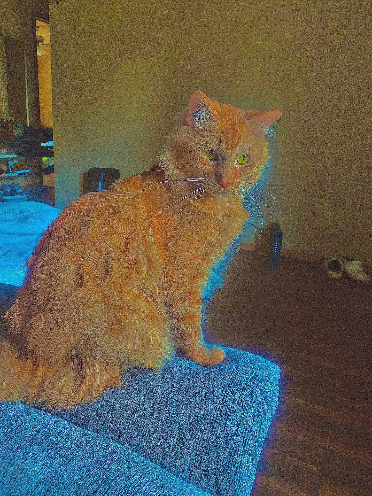 Houdini is registered to the contest to win money with this photo: blue, carnivore, cat, claw, comfort, domestic_short_haired_cat, felidae, flooring, fur, hardwood, paw, small_to_medium_sized_cats, tail, whiskers, window, wood