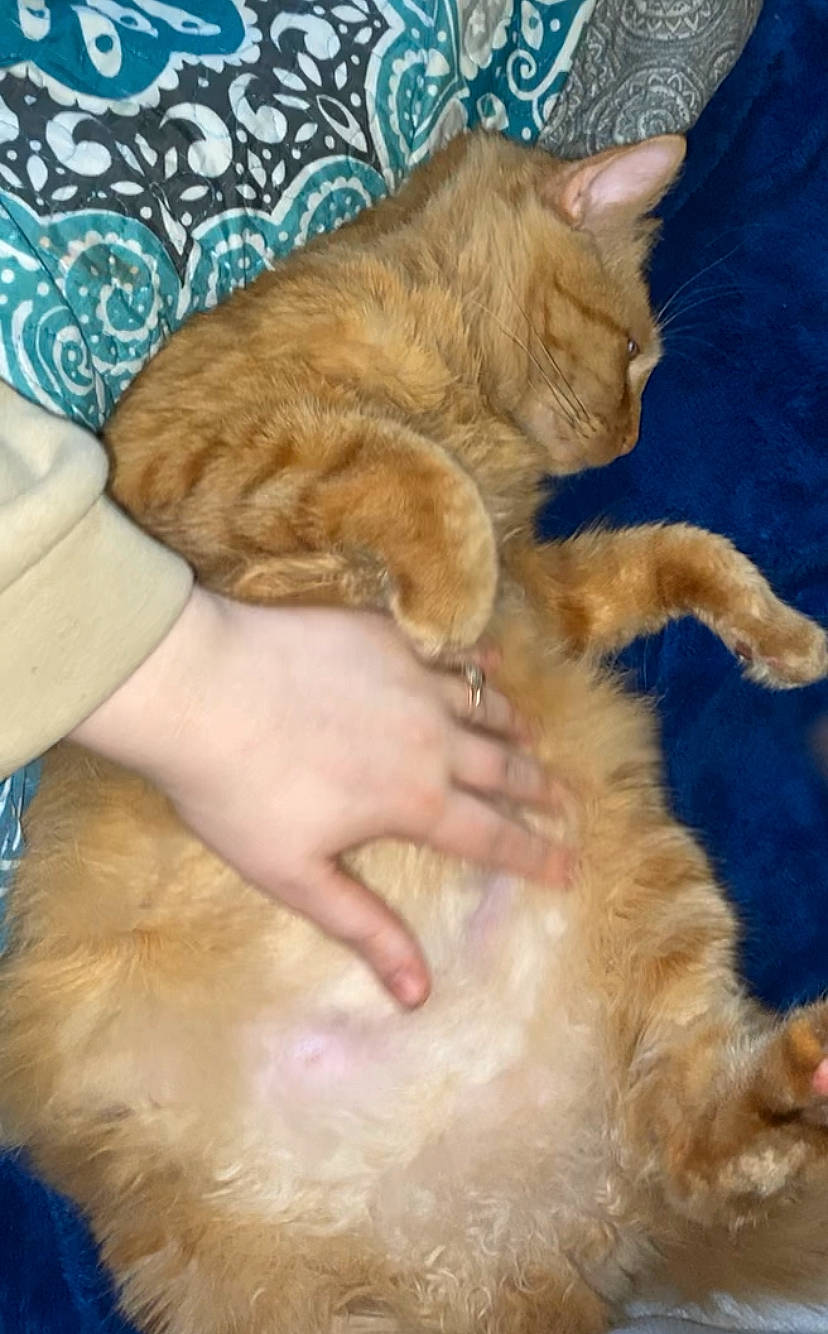 Houdini joined the competition — help win amazing prizes! blue, canidae, carnivore, cat, claw, comfort, domestic_short_haired_cat, fawn, felidae, flooring, foot, fur, gesture, leg, paw, small_to_medium_sized_cats, snout, tail, whiskers, wood