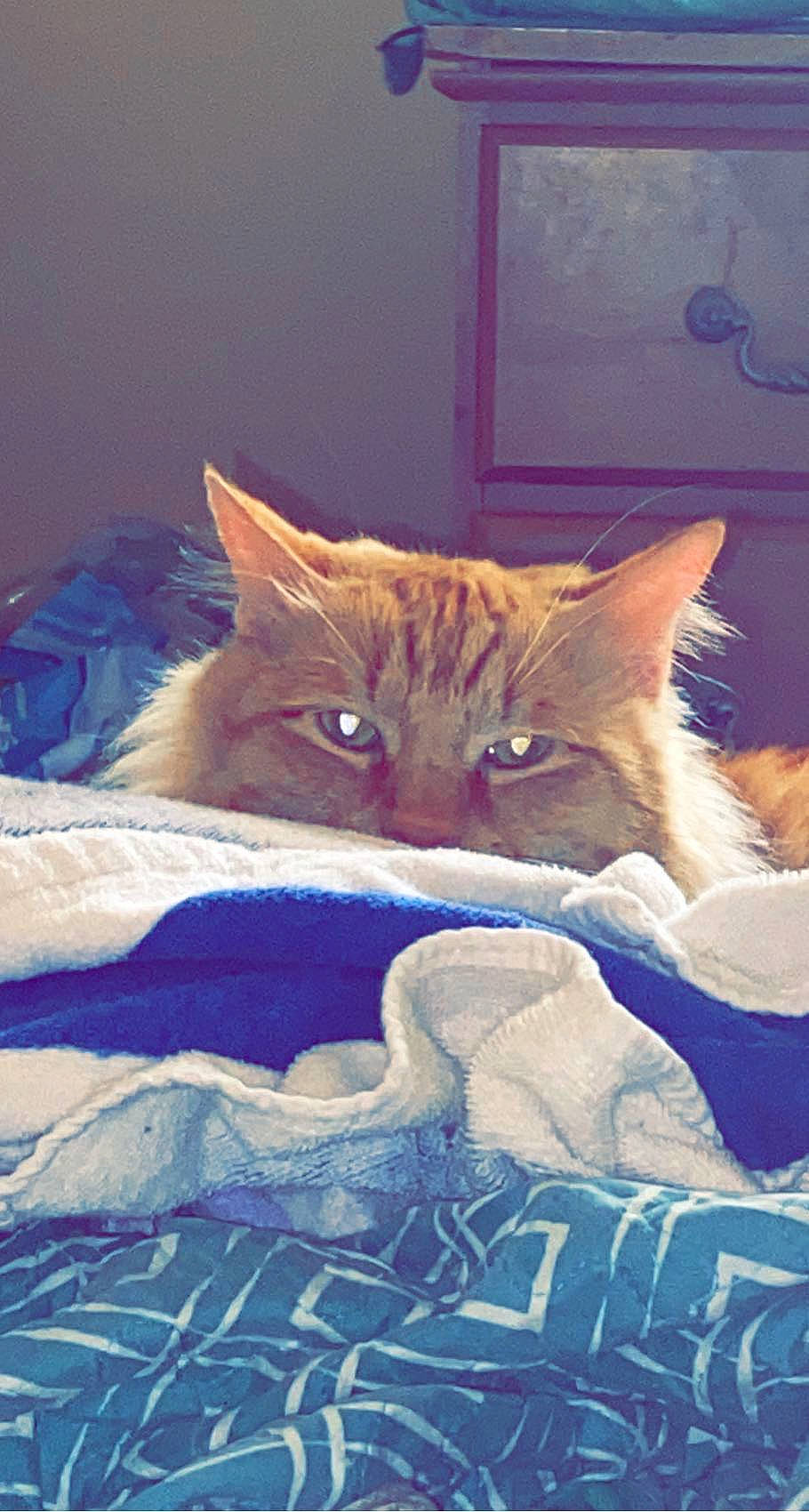 Houdini is registered to the contest to win money with this photo: bag, bed, bedding, carnivore, cat, claw, comfort, domestic_short_haired_cat, electric_blue, felidae, fur, linens, nap, paw, room, small_to_medium_sized_cats, tail, whiskers, window, wood