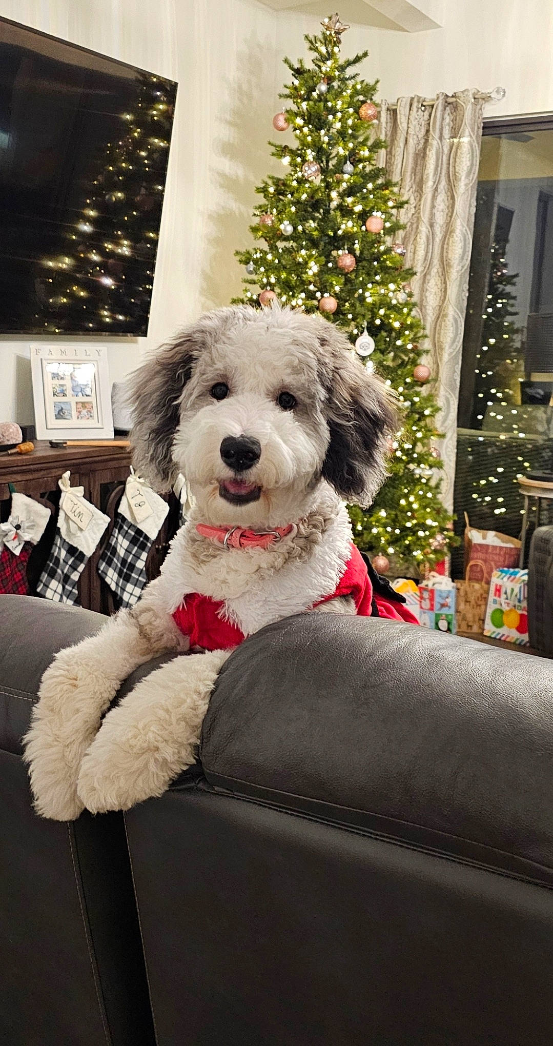 Gracie joined the competition — help win amazing prizes! carnivore, christmas, christmas_decoration, christmas_eve, christmas_ornament, christmas_tree, companion_dog, conifer, dog, dog_breed, event, fur, holiday, holiday_ornament, ornament, poodle, sporting_group, toy_dog, tree, water_dog