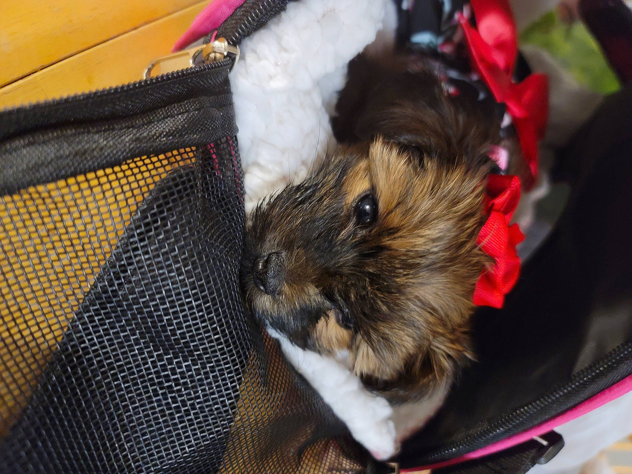 Elena joined the competition — help win amazing prizes! auto_part, canidae, fawn, fur, gerbil, hamster, mammal, mouse, muridae, muroidea, rat, rodent, snout, vertebrate, whiskers