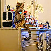 Miu-Miu joined the competition — help win amazing prizes! cat, tabby_cat, vanity, dresser, mirror, perfume_bottles, ornate_furniture, indoor, orchid, flower, tail, pet, sitting, knobs, reflection, cosmetics, home_interior, feline, portrait, accessory_box