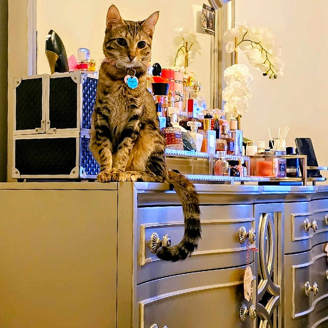 Miu-Miu joined the competition — help win amazing prizes! accessory_box, cat, cosmetics, dresser, feline, flower, home_interior, indoor, knobs, mirror, orchid, ornate_furniture, perfume_bottles, pet, portrait, reflection, sitting, tabby_cat, tail, vanity