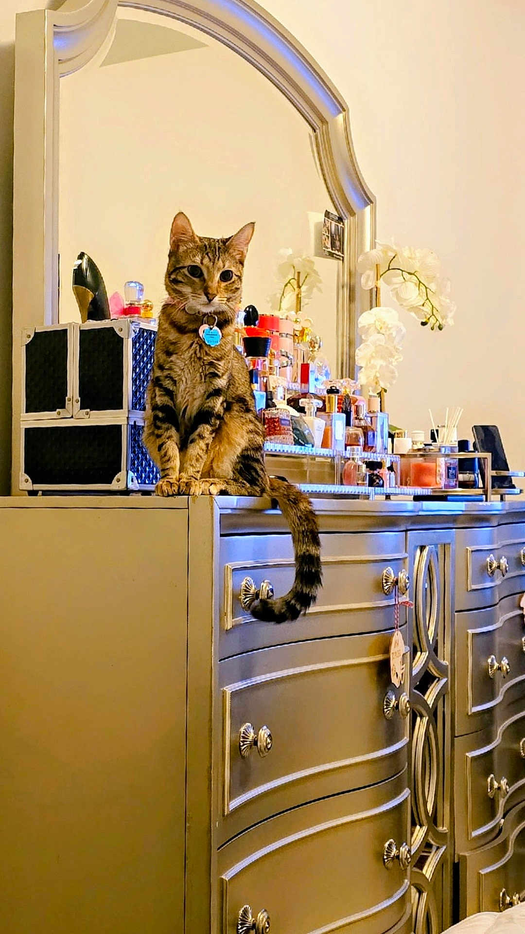 Miu-Miu joined the competition — help win amazing prizes! cat, tabby_cat, vanity, dresser, mirror, perfume_bottles, ornate_furniture, indoor, orchid, flower, tail, pet, sitting, knobs, reflection, cosmetics, home_interior, feline, portrait, accessory_box