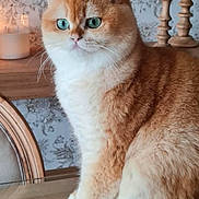 Vel participe au concours pour gagner de l'argent avec cette photo : cat, orange_cat, white_cat, feline, pet, indoor, table, wooden_table, candle, candlestick, home_decor, green_eyes, fluffy, sitting, close_up, cute, domestic_cat, fur, whiskers, portrait