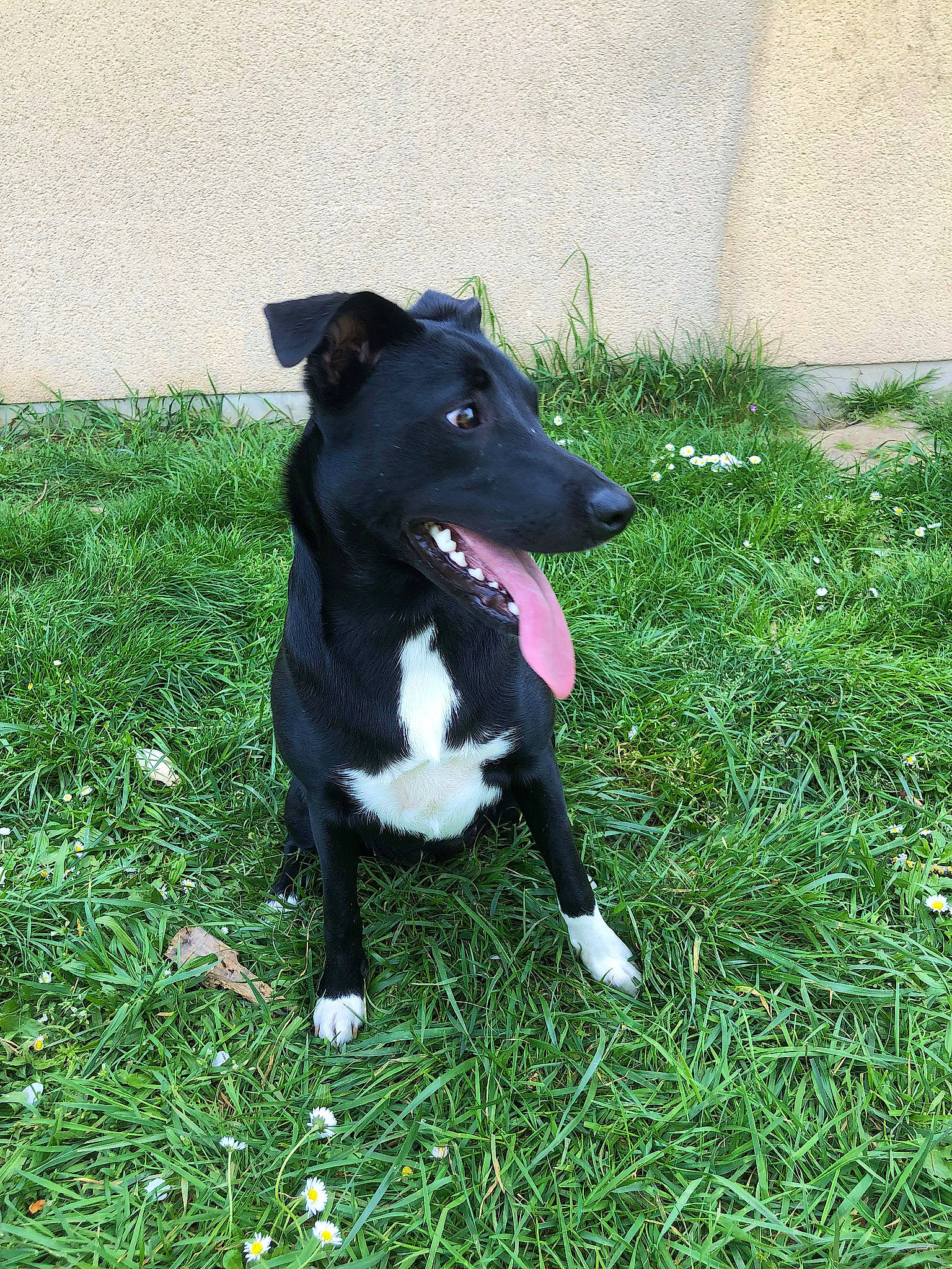 Melba participe au concours pour gagner de l'argent avec cette photo : borador, canidae, carmine, carnivore, companion_dog, dog, dog_breed, grass, groundcover, non_sporting_group, plant, sporting_group, tail, working_dog