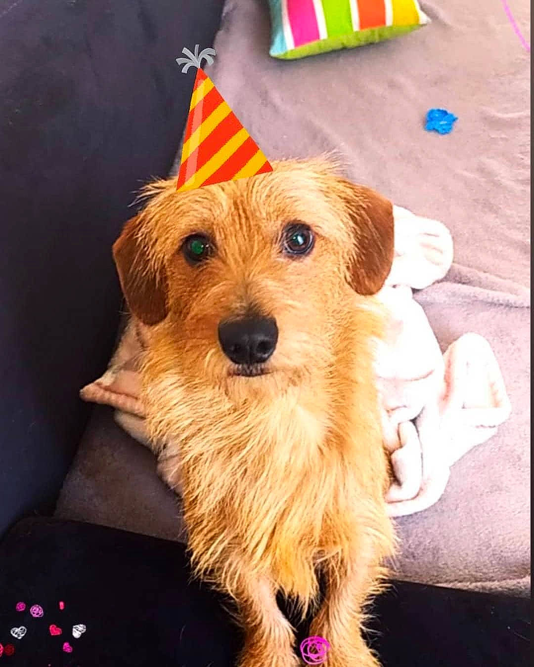 Peanuts a rejoint le concours — aidez-le/la à gagner de superbes lots ! australian_terrier, cairn_terrier, canidae, carnivore, companion_dog, dog, dog_breed, mammal, norfolk_terrier, norwich_terrier, puppy, rare_breed_dog, small_terrier, snout, sporting_group, sporting_lucas_terrier, terrier, vertebrate, yorkipoo, yorkshire_terrier