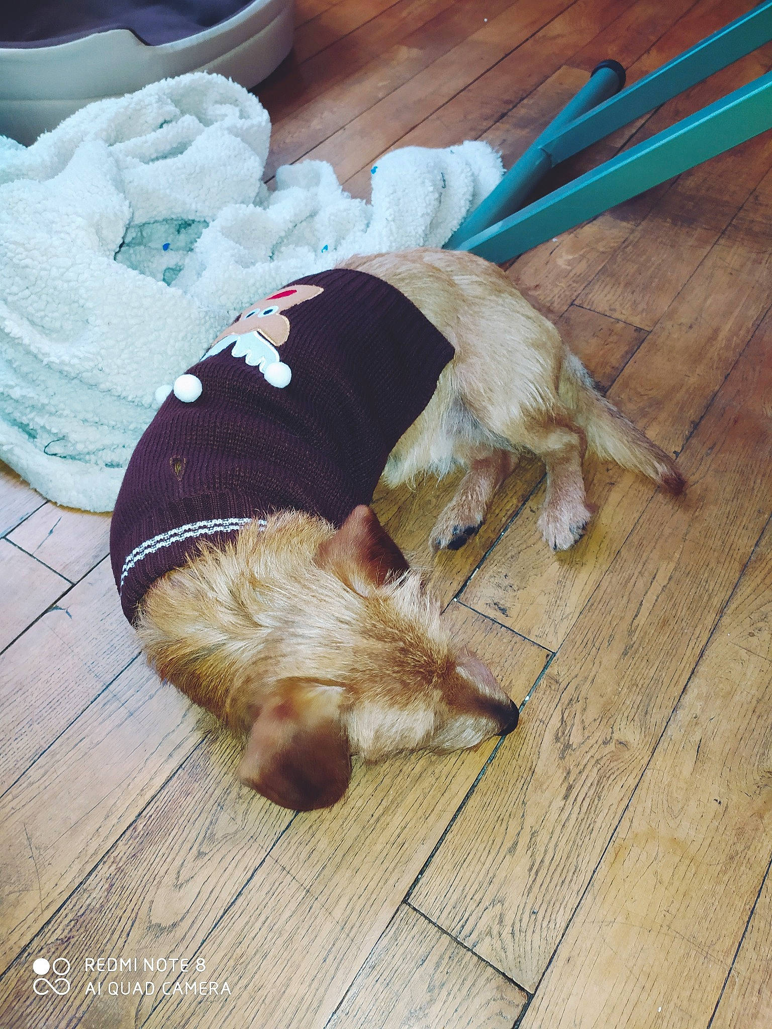 Peanuts participe au concours pour gagner de l'argent avec cette photo : canidae, carnivore, companion_dog, dog, dog_breed, ear, floor, flooring, fur, hardwood, petit_basset_griffon_vendeen, puppy, spinone_italiano, sporting_group, tail, wood