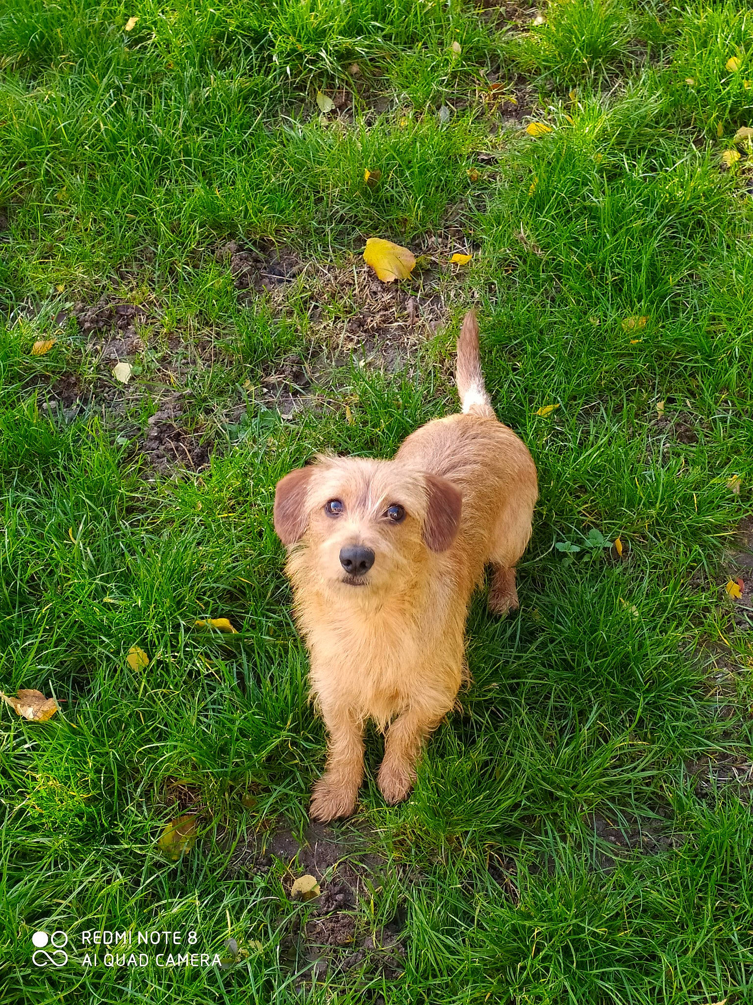 Peanuts a rejoint le concours — aidez-le/la à gagner de superbes lots ! basset_fauve_de_bretagne, cairn_terrier, canidae, carnivore, cockapoo, companion_dog, dog, dog_breed, dutch_smoushond, glen_of_imaal_terrier, grass, mammal, norfolk_terrier, norwich_terrier, puppy, rare_breed_dog, sporting_group, sporting_lucas_terrier, terrier, vertebrate