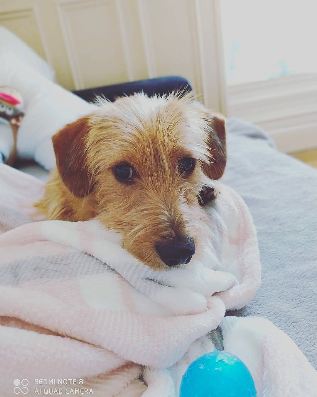 Peanuts a rejoint le concours — aidez-le/la à gagner de superbes lots ! canidae, carnivore, companion_dog, dog, dog_breed, ear, jack_russell_terrier, kromfohrlander, mammal, norfolk_terrier, parson_russell_terrier, puppy, rare_breed_dog, russell_terrier, schnoodle, snout, sporting_lucas_terrier, terrier