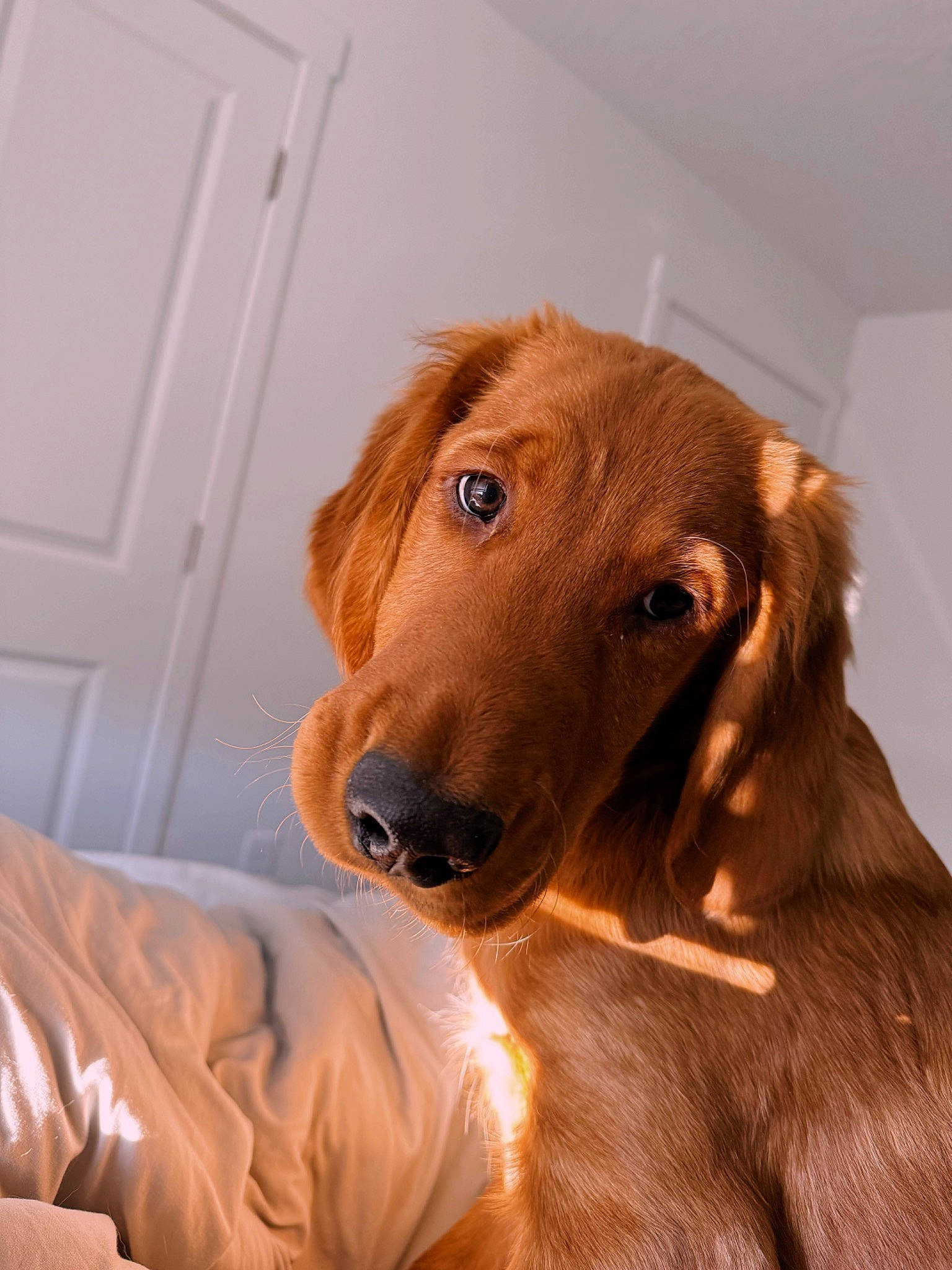 River joined the competition — help win amazing prizes! canidae, carnivore, comfort, companion_dog, dog, dog_breed, door, ear, fawn, flooring, fur, gun_dog, hunting_dog, liver, retriever, snout, sporting_group, whiskers, wood, working_animal