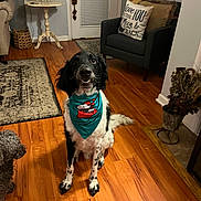 Holstein is registered to the contest to win money with this photo: animal, armchair, bandana, companion, curly_dog, cute, decor, dog, flooring, friendly, furniture, home, indoor, lamp, living_room, pet, pillow, rug, table, wooden_floor