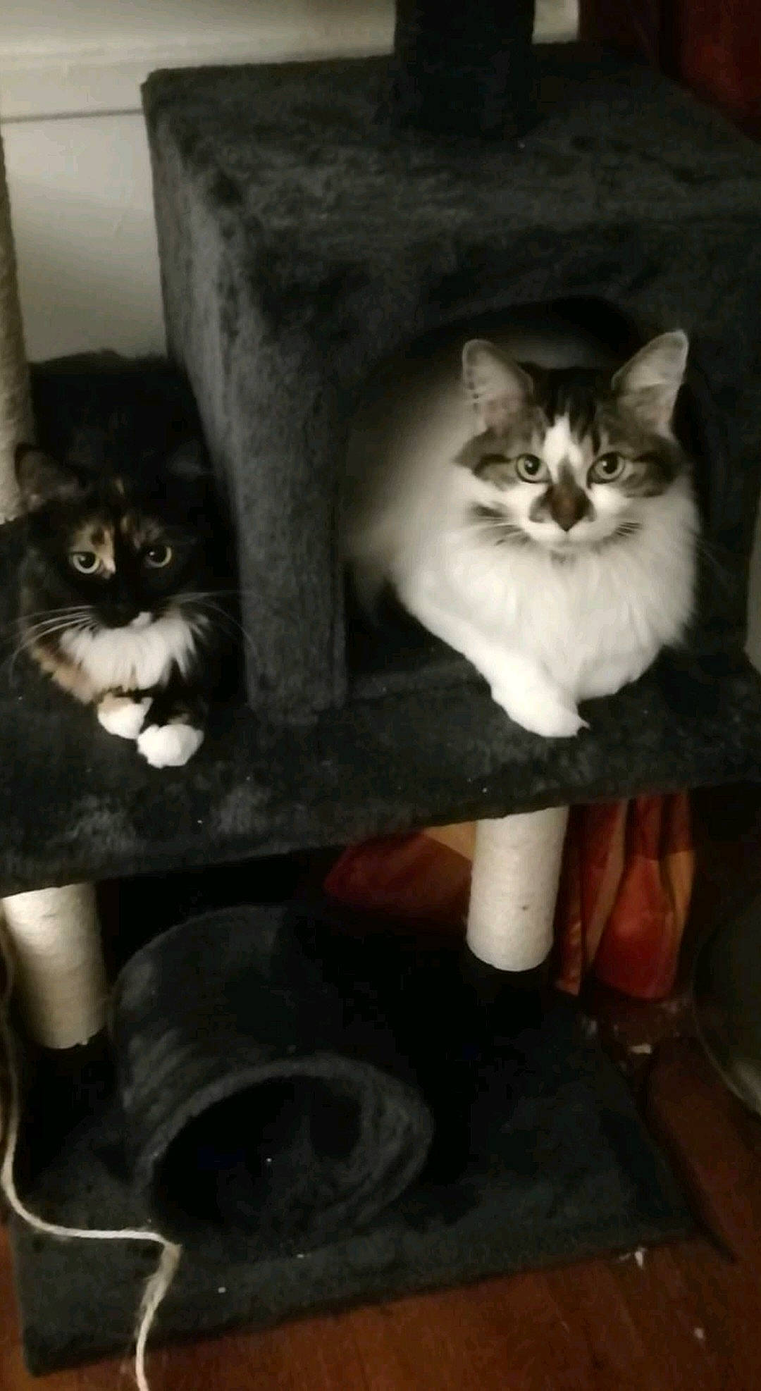 Sven a rejoint le concours — aidez-le/la à gagner de superbes lots ! box, carnivore, cat, cat_supply, darkness, domestic_short_haired_cat, felidae, fur, grey, monochrome, monochrome_photography, photo_caption, room, sitting, small_to_medium_sized_cats, still_life_photography, tail, whiskers, window, wood