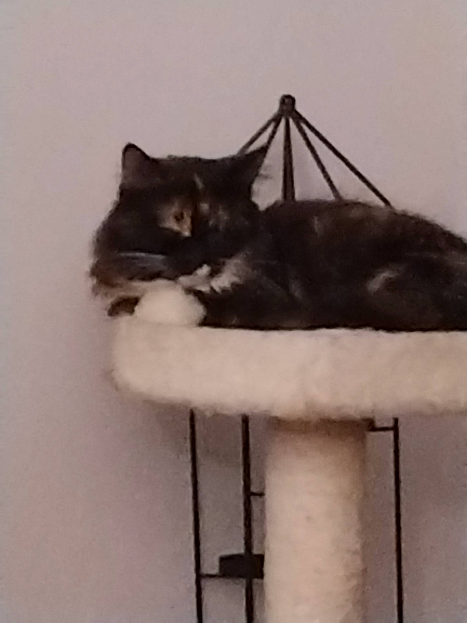 Sven a rejoint le concours — aidez-le/la à gagner de superbes lots ! black_cat, carnivore, cat, cat_supply, comfort, domestic_short_haired_cat, felidae, flooring, fur, grey, hardwood, house, room, sitting, small_to_medium_sized_cats, table, tail, whiskers, wood