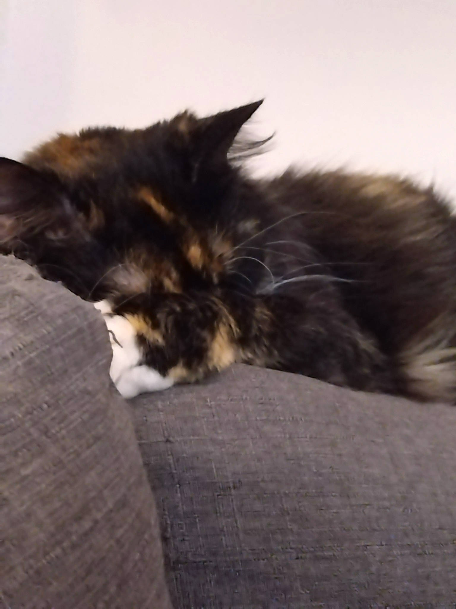 Sven a rejoint le concours — aidez-le/la à gagner de superbes lots ! carnivore, cat, claw, cloud, comfort, felidae, flooring, fur, nap, paw, small_to_medium_sized_cats, tail, whiskers, wood