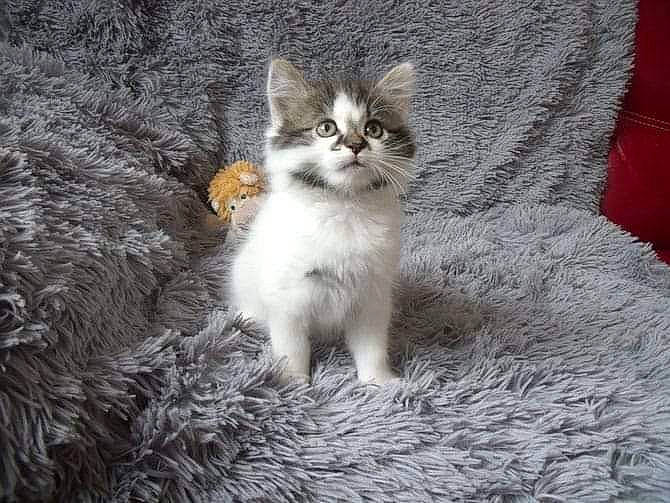 Ohana a rejoint le concours — aidez-le/la à gagner de superbes lots ! carnivore, cat, claw, domestic_short_haired_cat, fawn, felidae, fur, grass, grey, paw, sitting, small_to_medium_sized_cats, snout, tail, terrestrial_animal, twig, whiskers, wildlife, winter, wood