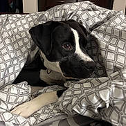 Susieq joined the competition — help win amazing prizes! dog, black_and_white, blanket, bed, indoor, resting, cozy, curious, fur, animal, pet, paw, comfort, face, ears, snout, collar, pattern, fabric, relaxation