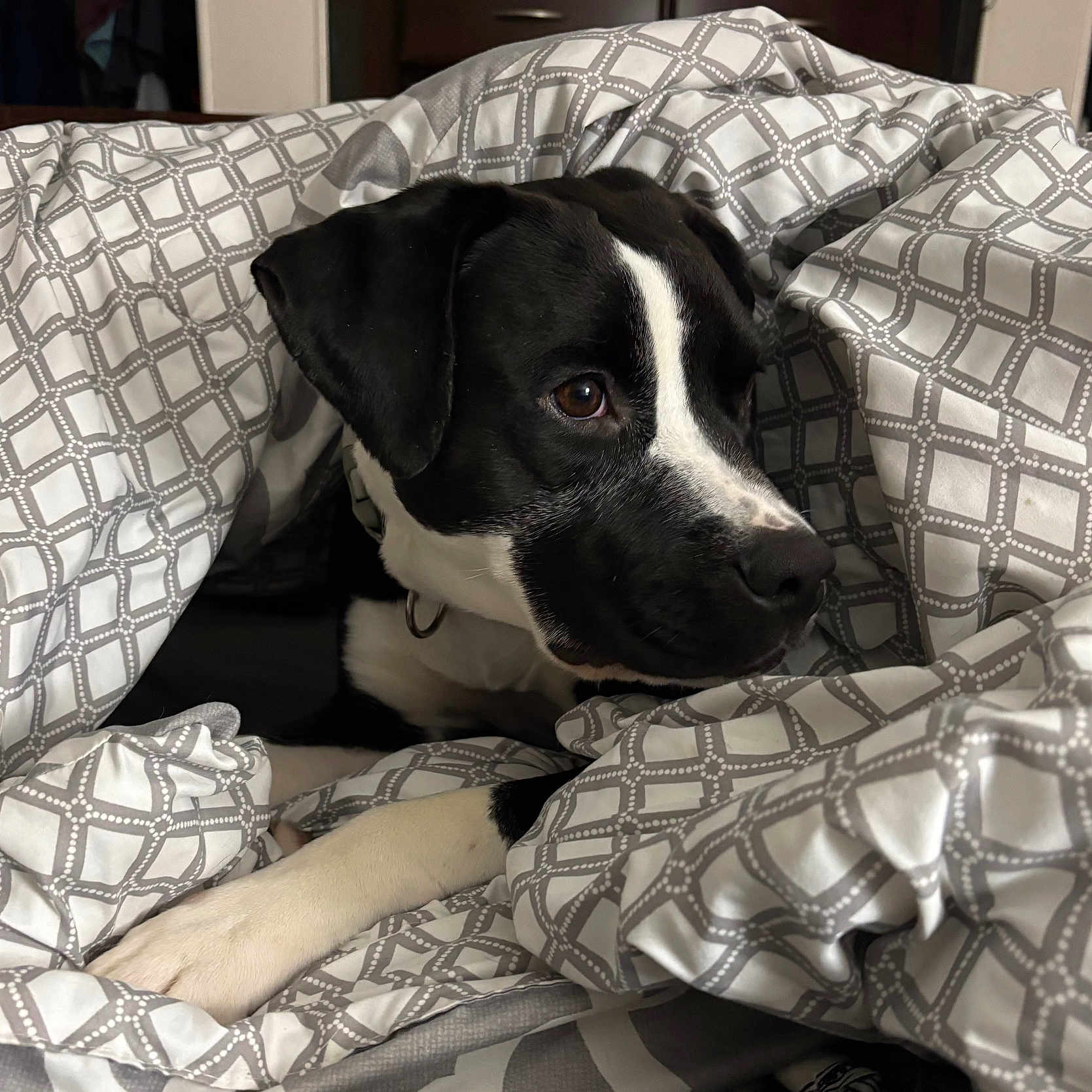Susieq joined the competition — help win amazing prizes! dog, black_and_white, blanket, bed, indoor, resting, cozy, curious, fur, animal, pet, paw, comfort, face, ears, snout, collar, pattern, fabric, relaxation