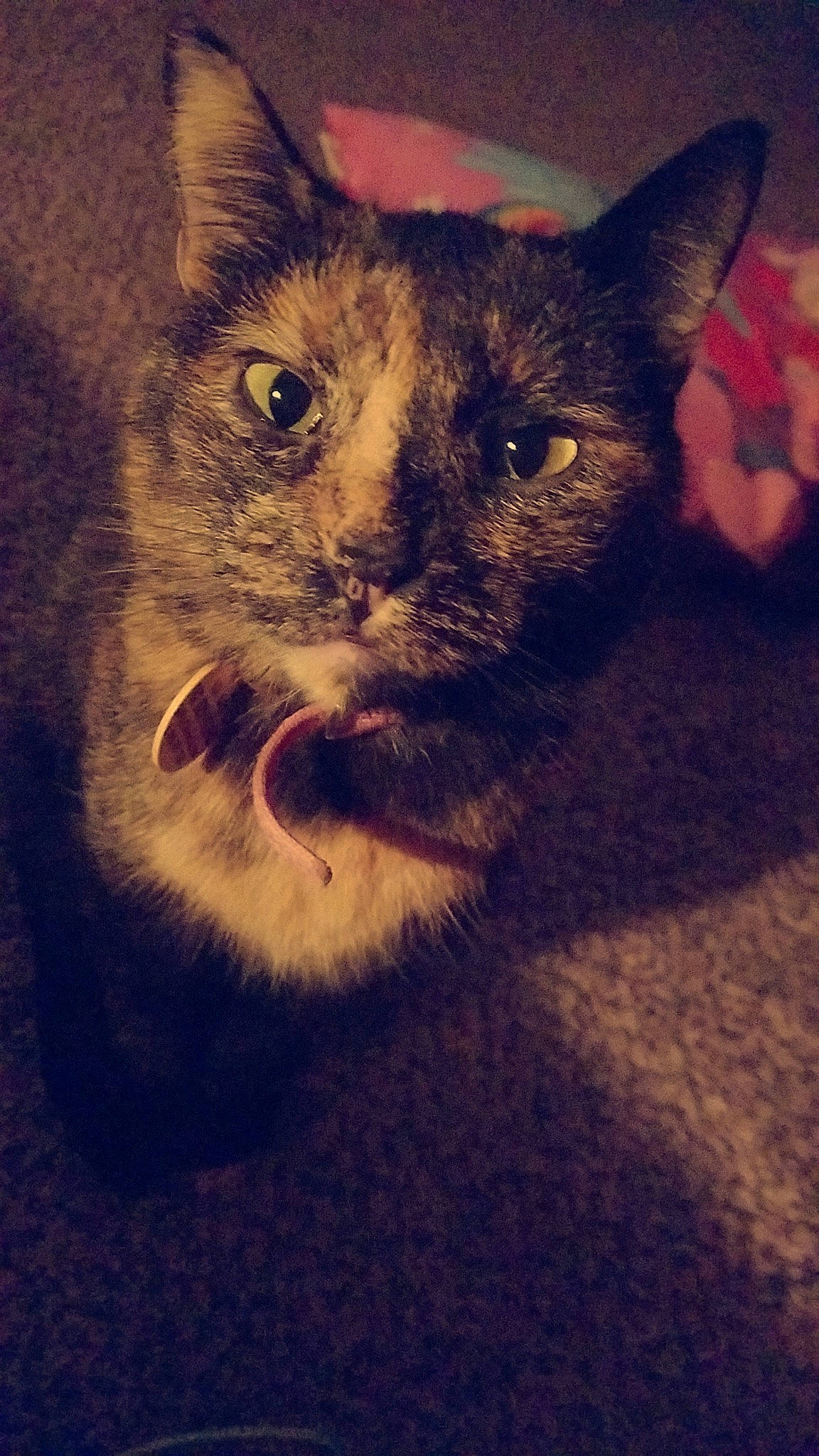 Bella is registered to the contest to win money with this photo: carnivore, cat, domestic_short_haired_cat, ear, eye, felidae, fur, german_rex, iris, kitten, mammal, nose, sky, small_to_medium_sized_cats, snout, whiskers