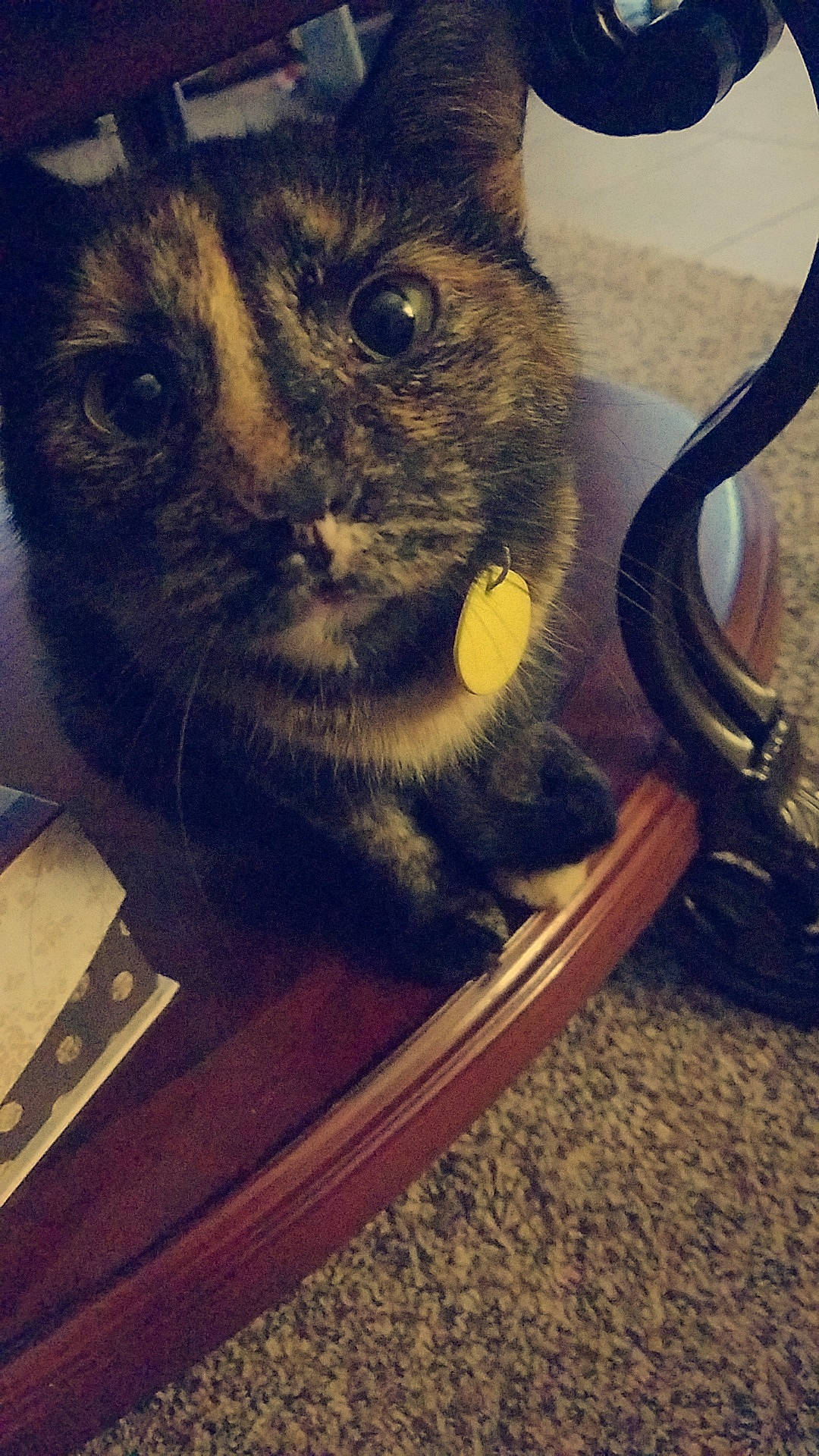 Bella is registered to the contest to win money with this photo: asian, black_cat, carnivore, cat, domestic_short_haired_cat, ear, european_shorthair, eye, felidae, fur, iris, kitten, small_to_medium_sized_cats, snout, tail, whiskers, wood