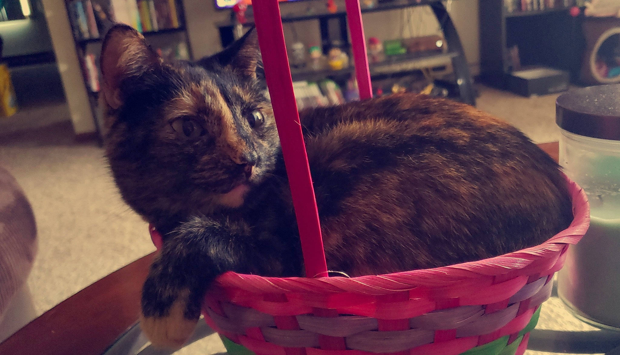 Bella joined the competition — help win amazing prizes! asian, basket, carnivore, cat, domestic_short_haired_cat, ear, european_shorthair, felidae, fur, kitten, small_to_medium_sized_cats, square, tabby_cat, tail, whiskers