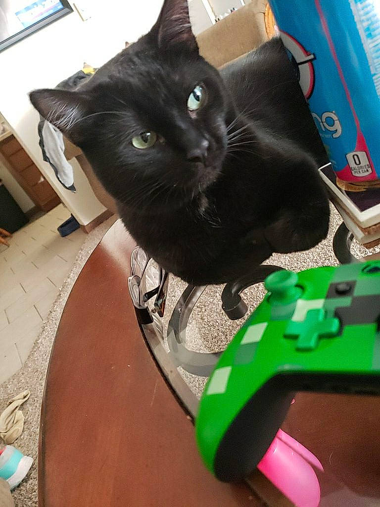 Draven joined the competition — help win amazing prizes! black, black_cat, burmese, carnivore, cat, domestic_short_haired_cat, felidae, korat, russian_blue, small_to_medium_sized_cats, whiskers