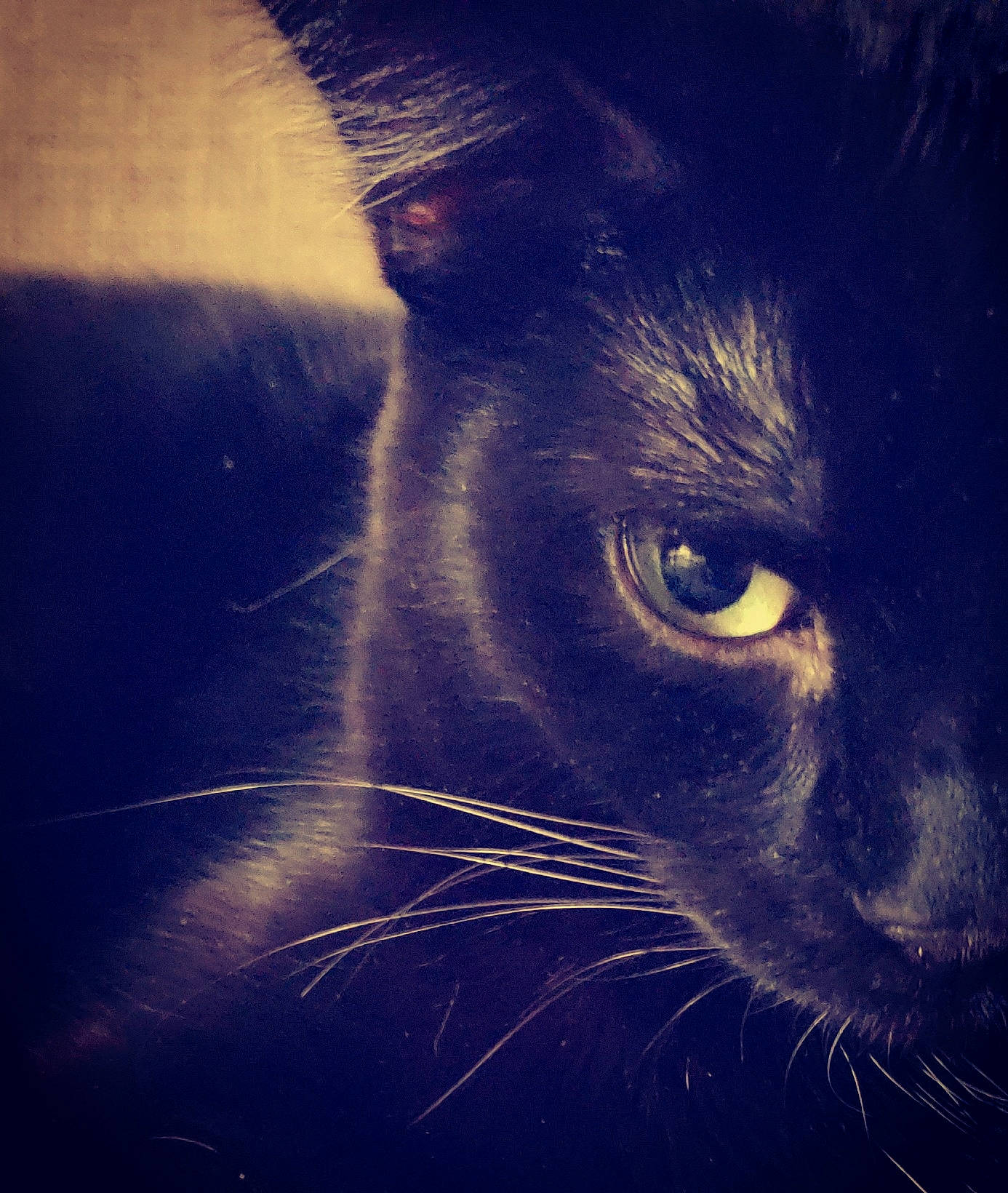 Draven is registered to the contest to win money with this photo: black, black_and_white, black_cat, carnivore, cat, close_up, cloud, darkness, eye, felidae, fur, meteorological_phenomenon, night, nose, photography, sky, small_to_medium_sized_cats, snout, whiskers