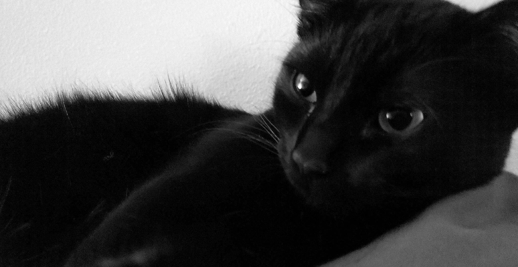 Draven is registered to the contest to win money with this photo: black, black_and_white, black_cat, bombay, carnivore, cat, close_up, ear, eye, felidae, fur, iris, kitten, monochrome, monochrome_photography, photography, small_to_medium_sized_cats, snout, whiskers, white