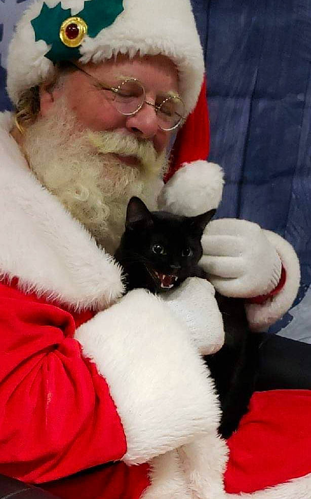 Draven is registered to the contest to win money with this photo: beard, carnivore, cat, christmas, facial_hair, felidae, fictional_character, fur, lap, santa_claus, small_to_medium_sized_cats, snout, whiskers