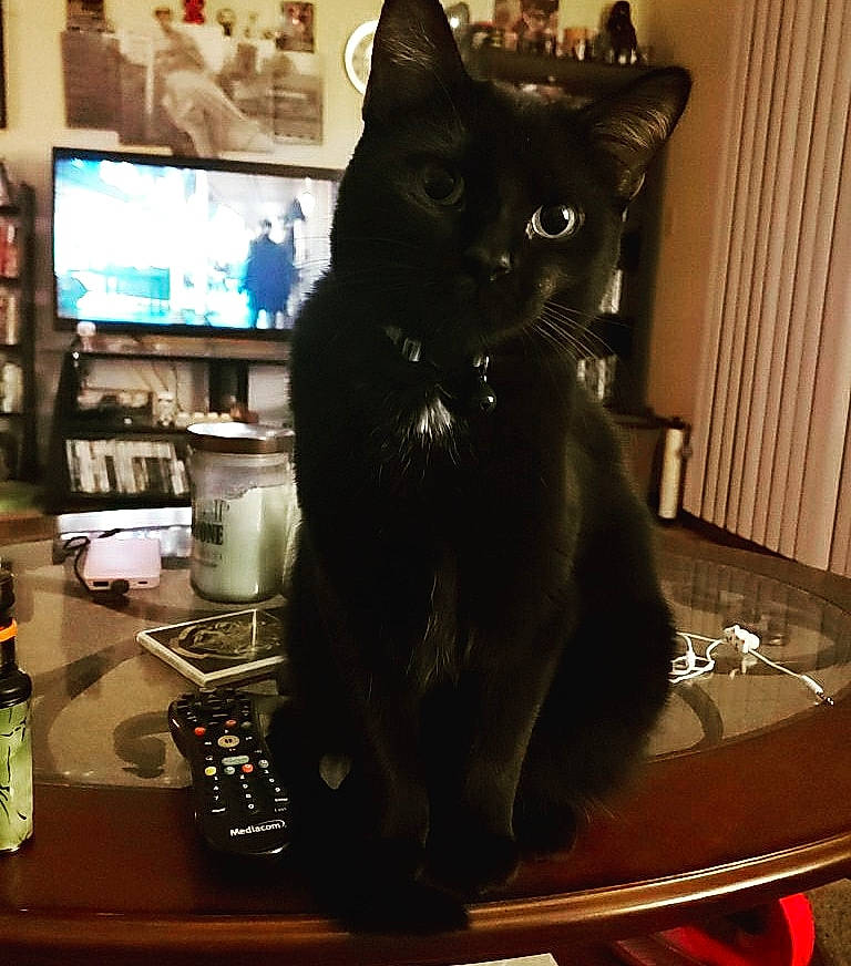 Draven joined the competition — help win amazing prizes! asian, black, black_cat, bombay, carnivore, cat, domestic_short_haired_cat, ear, eye, felidae, fur, room, sky, small_to_medium_sized_cats, tail, whiskers