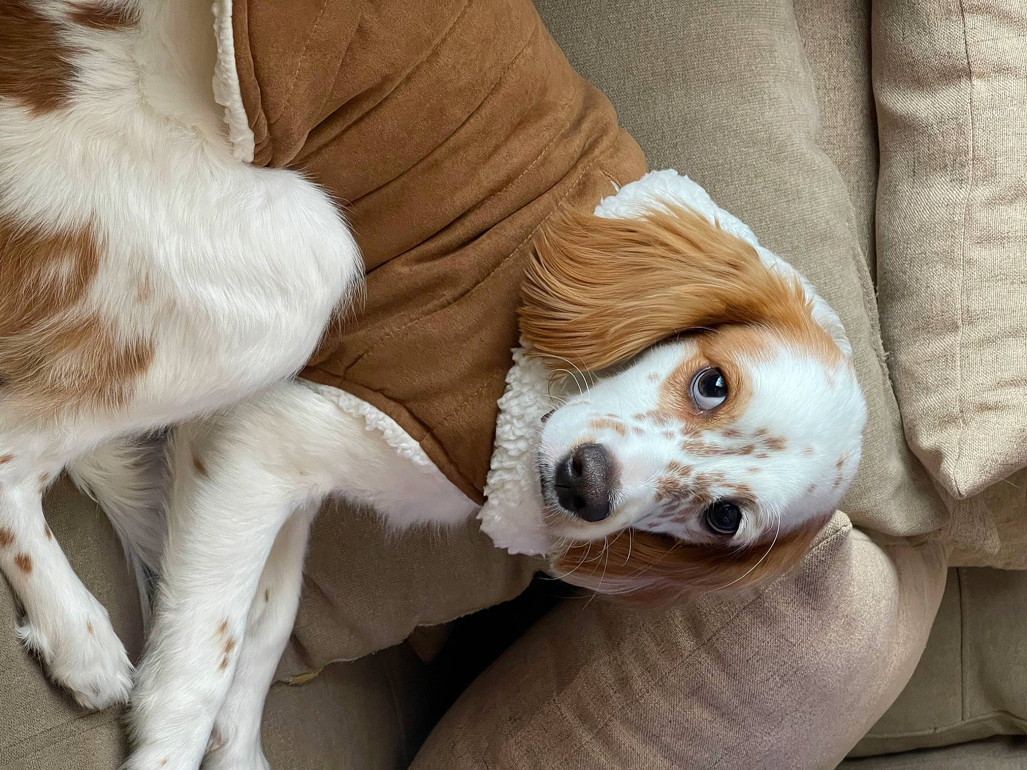 Higgins joined the competition — help win amazing prizes! ball, canidae, carnivore, comfort, companion_dog, couch, dog, dog_breed, ear, fawn, fur, linens, paw, snout, sporting_group, stuffed_toy, toy, whiskers, wood, working_animal