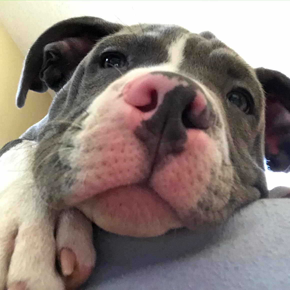 Romeo is registered to the contest to win money with this photo: canidae, carnivore, comfort, companion_dog, dog, dog_breed, fawn, fur, natural_material, non_sporting_group, pet_supply, snout, sporting_group, terrestrial_animal, whiskers, working_animal, working_dog