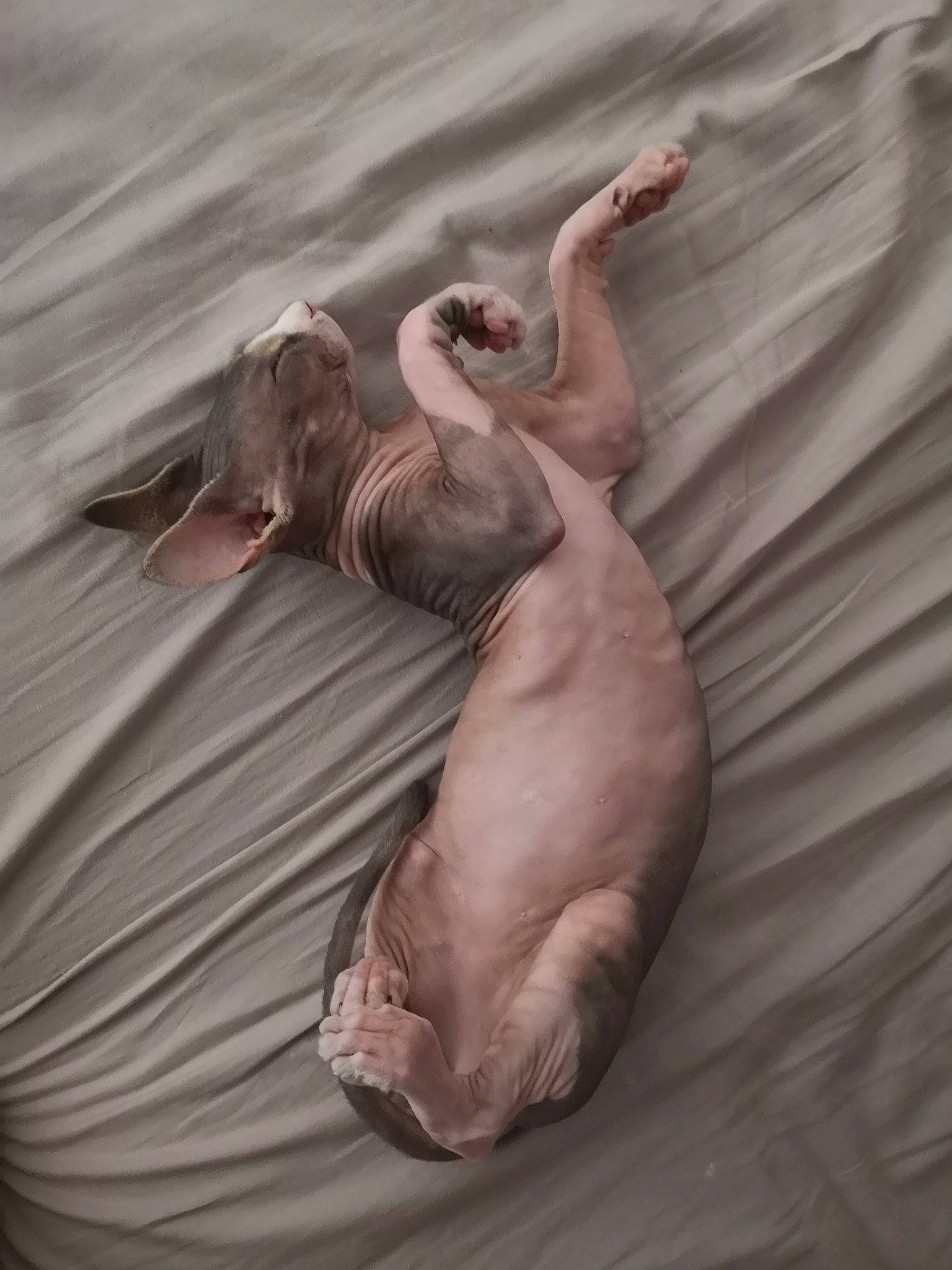 Ramsès a rejoint le concours — aidez-le/la à gagner de superbes lots ! fawn, organism, seal, sphynx, tail, wildlife