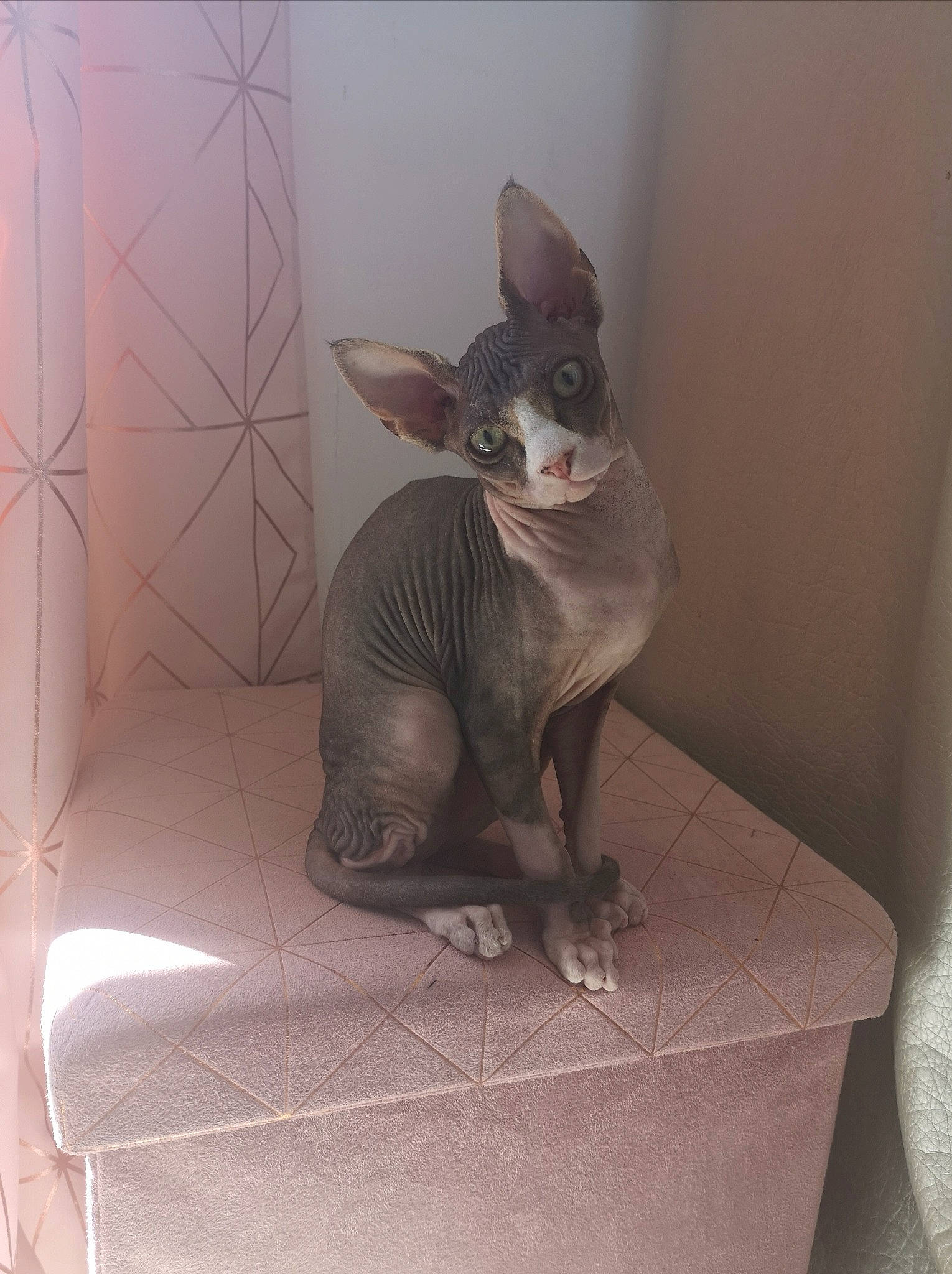 Ramsès participe au concours pour gagner de l'argent avec cette photo : carnivore, cat, cornish_rex, devon_rex, donskoy, felidae, kitten, mammal, oriental_shorthair, peterbald, rex_cat, small_to_medium_sized_cats, sphynx, ukrainian_levkoy, vertebrate, whiskers