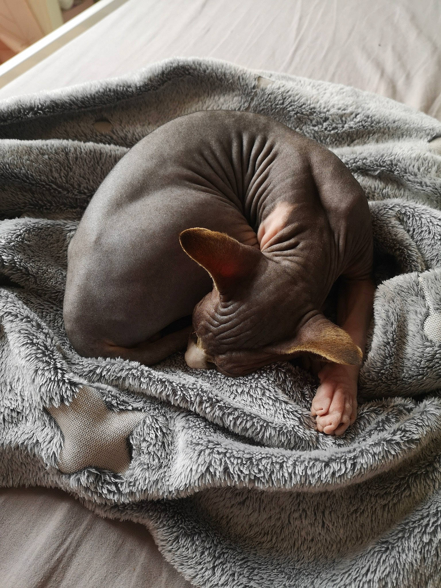 Ramsès participe au concours pour gagner de l'argent avec cette photo : carnivore, cat, comfort, donskoy, fawn, felidae, mammal, nap, peterbald, sleep, small_to_medium_sized_cats, snout, sphynx, ukrainian_levkoy, whiskers