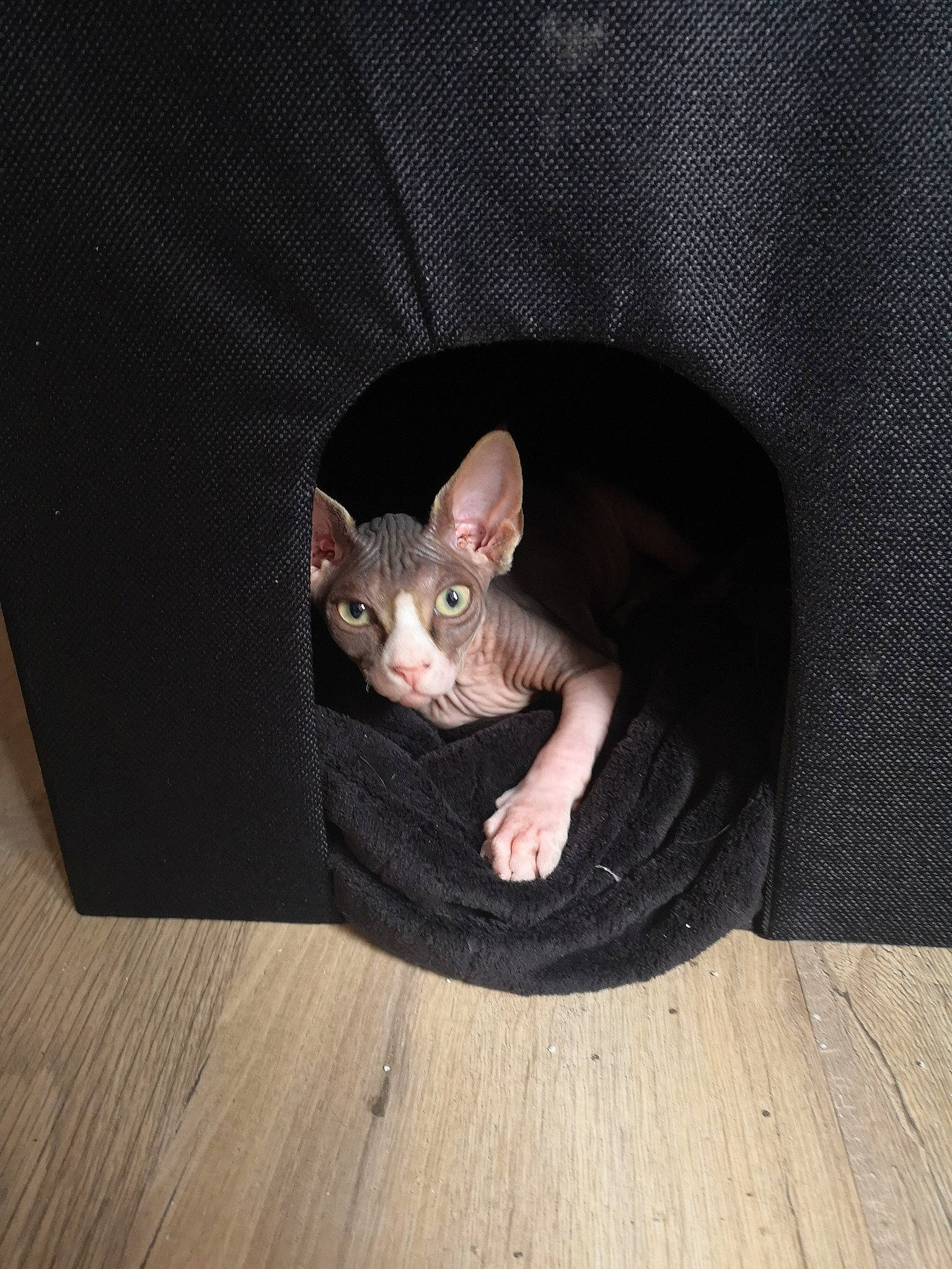 Ramsès participe au concours pour gagner de l'argent avec cette photo : asian, carnivore, cat, domestic_short_haired_cat, ear, fawn, felidae, kitten, mammal, possum, small_to_medium_sized_cats, whiskers