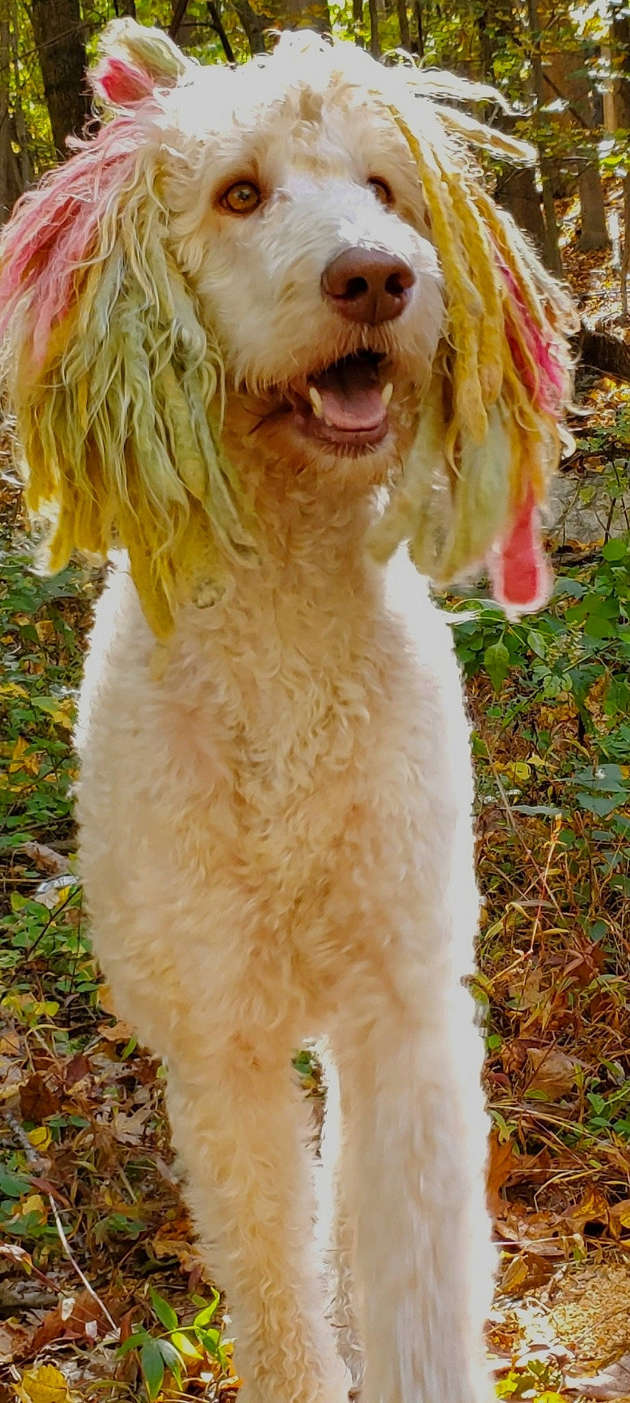 Lucky is registered to the contest to win money with this photo: alpaca, canidae, carnivore, collar, companion_dog, dog, dog_breed, dog_collar, fur, grass, liver, poodle, snout, sporting_group, standard_poodle, terrier, toy_dog, water_dog, working_animal, yawn