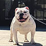 animal, canine, companion, dog, domestic_animal, english_bulldog, friendly, happy, leash, outdoor, pavement, pet, short_legged, smiling, standing, stocky, sunlight, tongue_out, white_dog, wrinkled_face