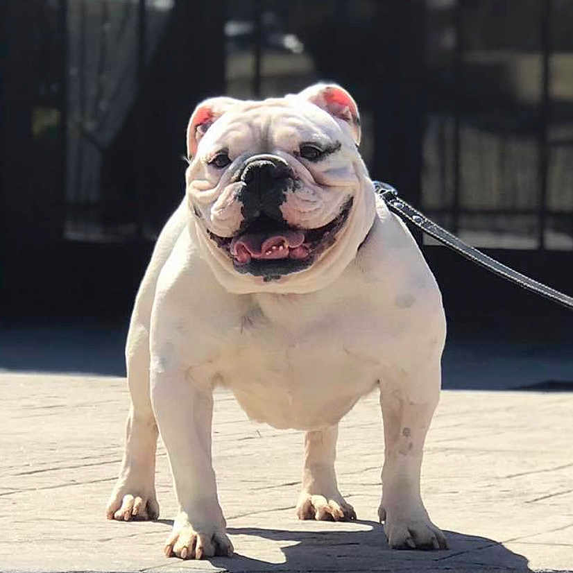 Lola Conola is registered to the contest to win money with this photo: animal, canine, companion, dog, domestic_animal, english_bulldog, friendly, happy, leash, outdoor, pavement, pet, short_legged, smiling, standing, stocky, sunlight, tongue_out, white_dog, wrinkled_face