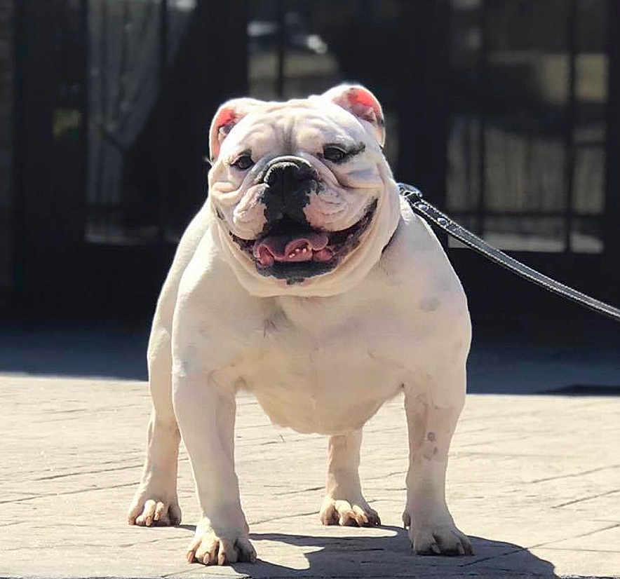 Lola Conola is registered to the contest to win money with this photo: animal, canine, companion, dog, domestic_animal, english_bulldog, friendly, happy, leash, outdoor, pavement, pet, short_legged, smiling, standing, stocky, sunlight, tongue_out, white_dog, wrinkled_face