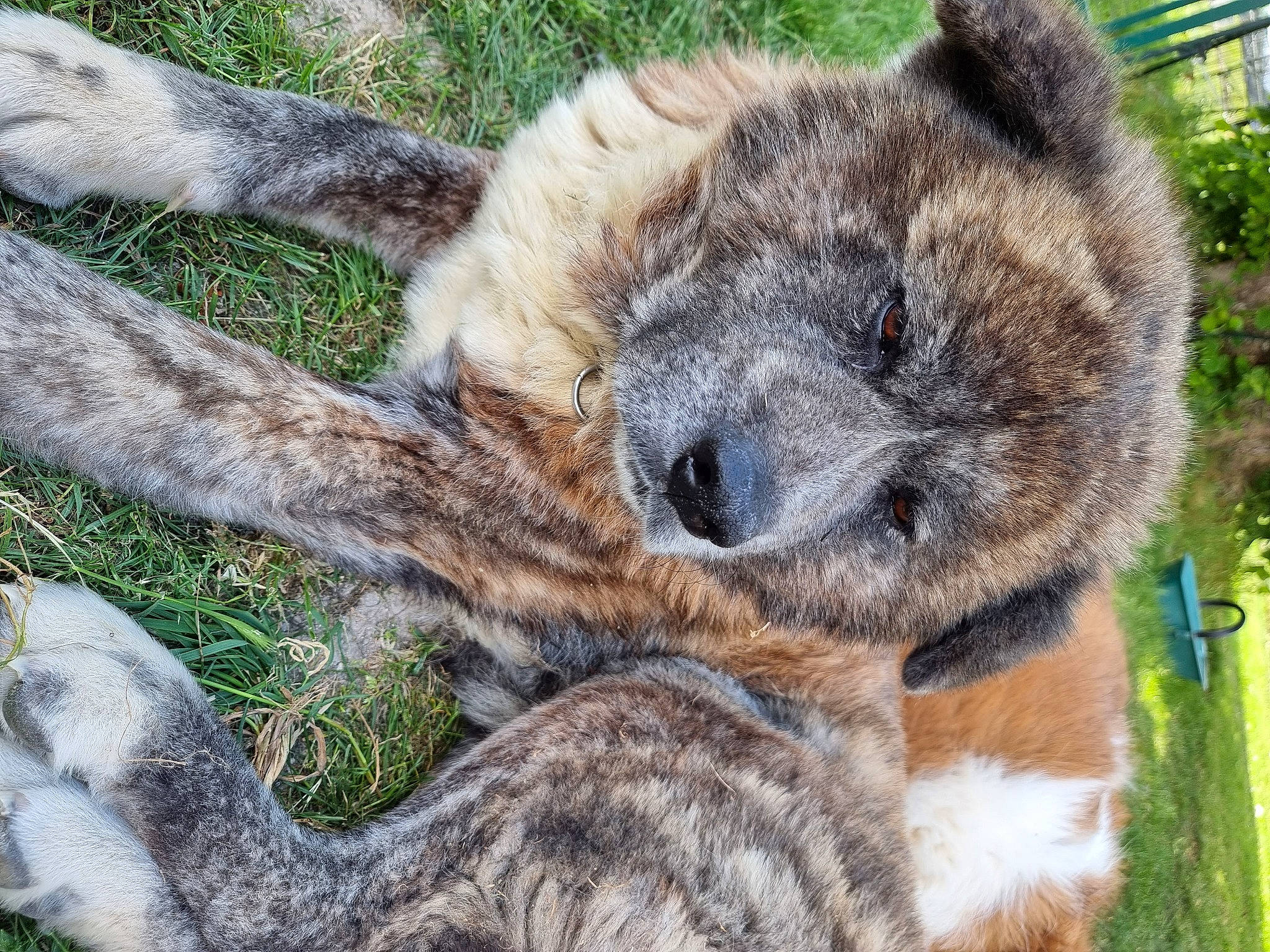 Naoki a rejoint le concours — aidez-le/la à gagner de superbes lots ! carnivore, claw, fawn, fur, grass, groundcover, hyena, marsupial, plant, snout, tail, terrestrial_animal, tree, whiskers, wildlife, zoo