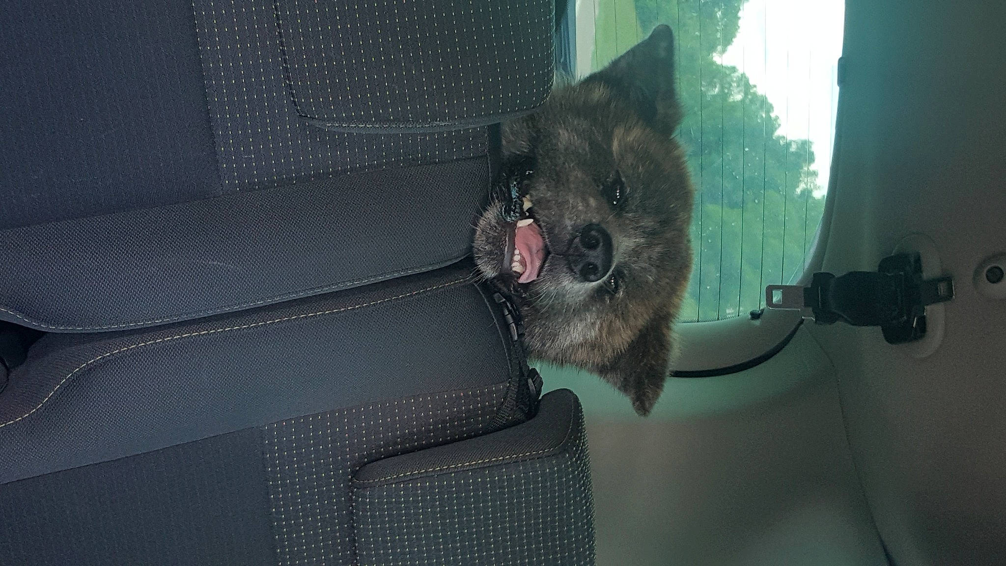 Naoki a rejoint le concours — aidez-le/la à gagner de superbes lots ! canidae, carnivore, comfort, companion_dog, dog, dog_breed, fawn, felidae, fur, grey, small_to_medium_sized_cats, snout, sporting_group, tail, tints_and_shades, toy_dog, tree, vehicle_door, whiskers, windshield