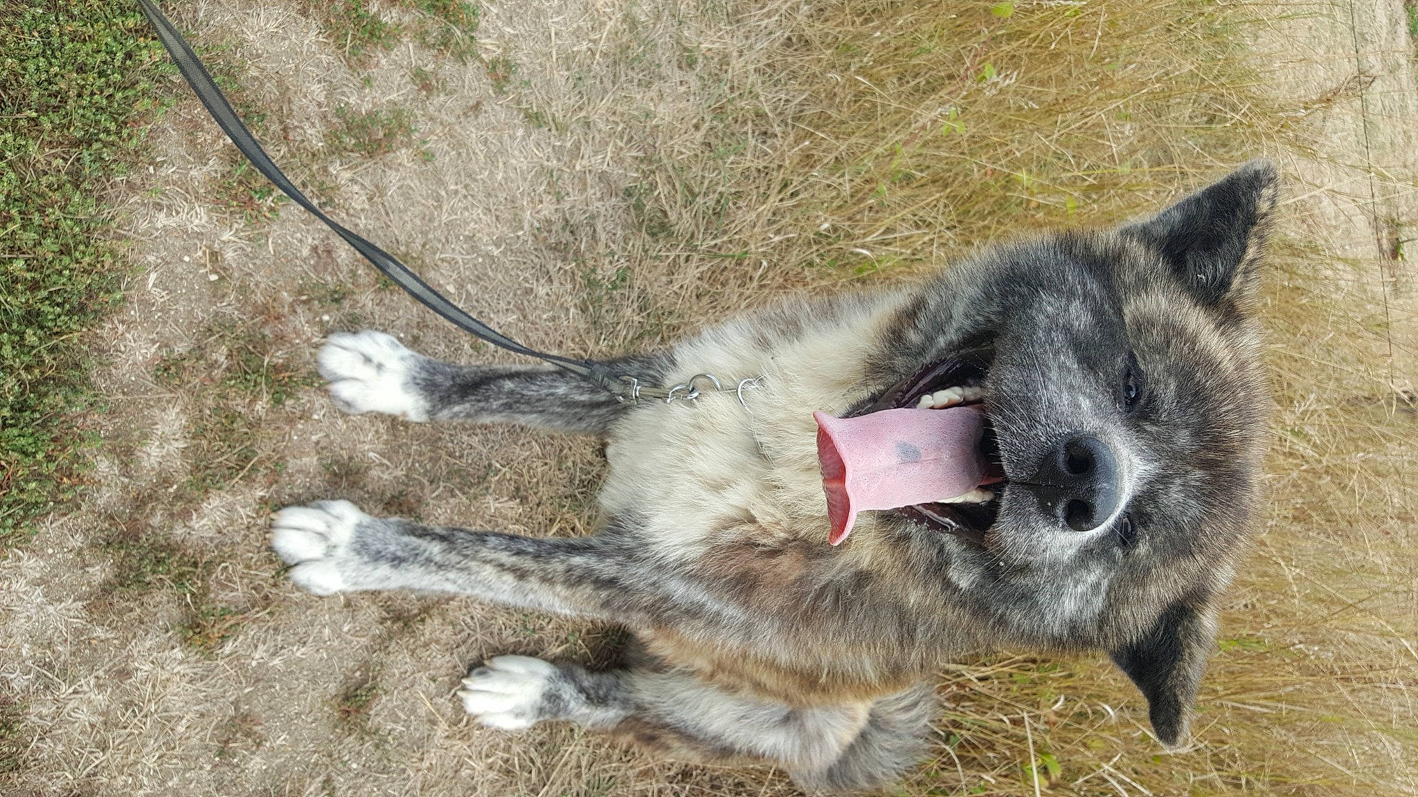Naoki participe au concours pour gagner de l'argent avec cette photo : carnivore, collar, dog, dog_breed, domestic_short_haired_cat, felidae, fur, grass, snout, sporting_group, terrestrial_animal, whiskers, working_animal