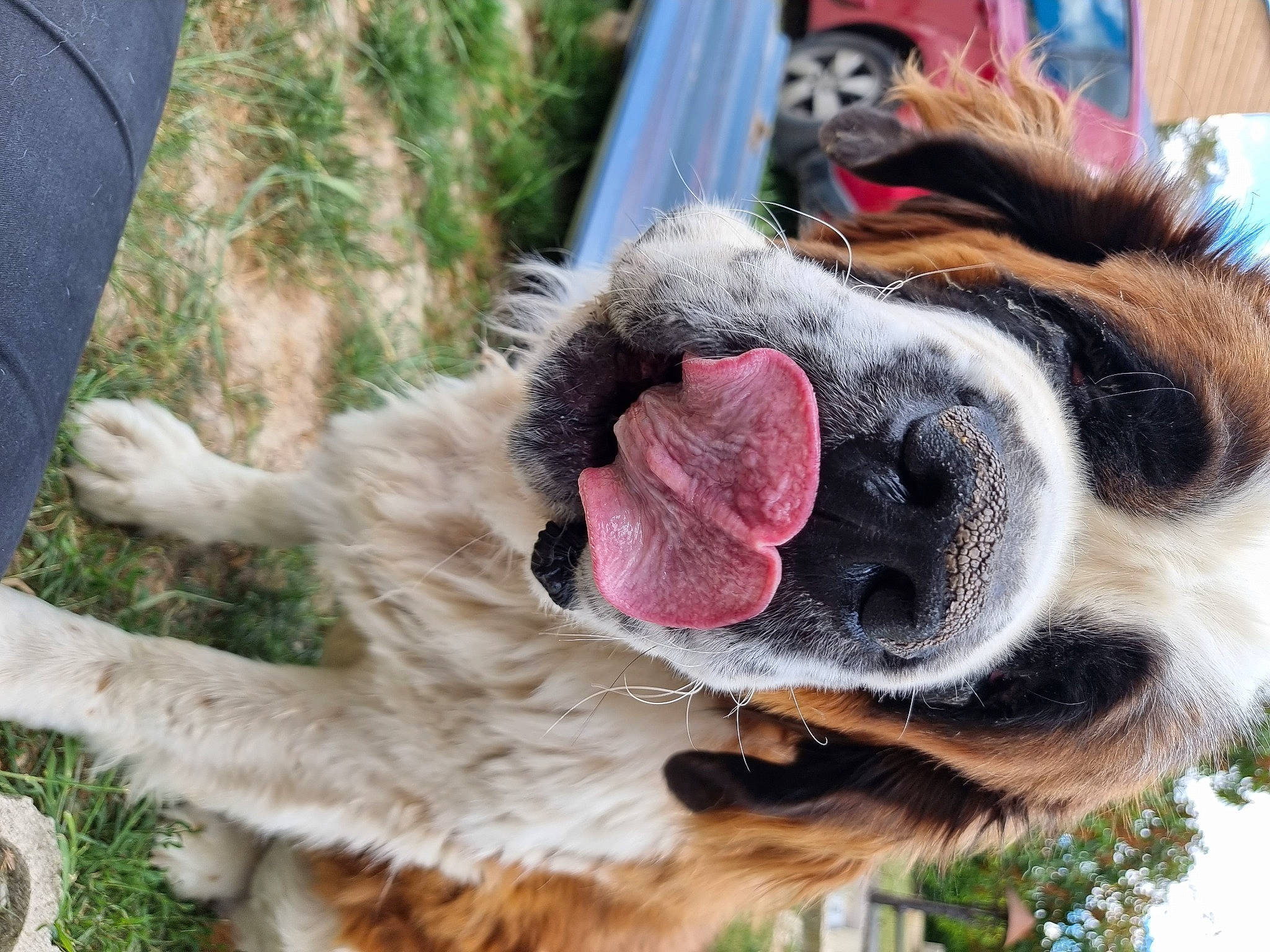 Odhinn participe au concours pour gagner de l'argent avec cette photo : canidae, carnivore, collar, companion_dog, dog, dog_breed, dog_collar, fawn, fur, grass, leash, liver, pet_supply, plant, snout, sporting_group, tail, tree, whiskers, working_animal