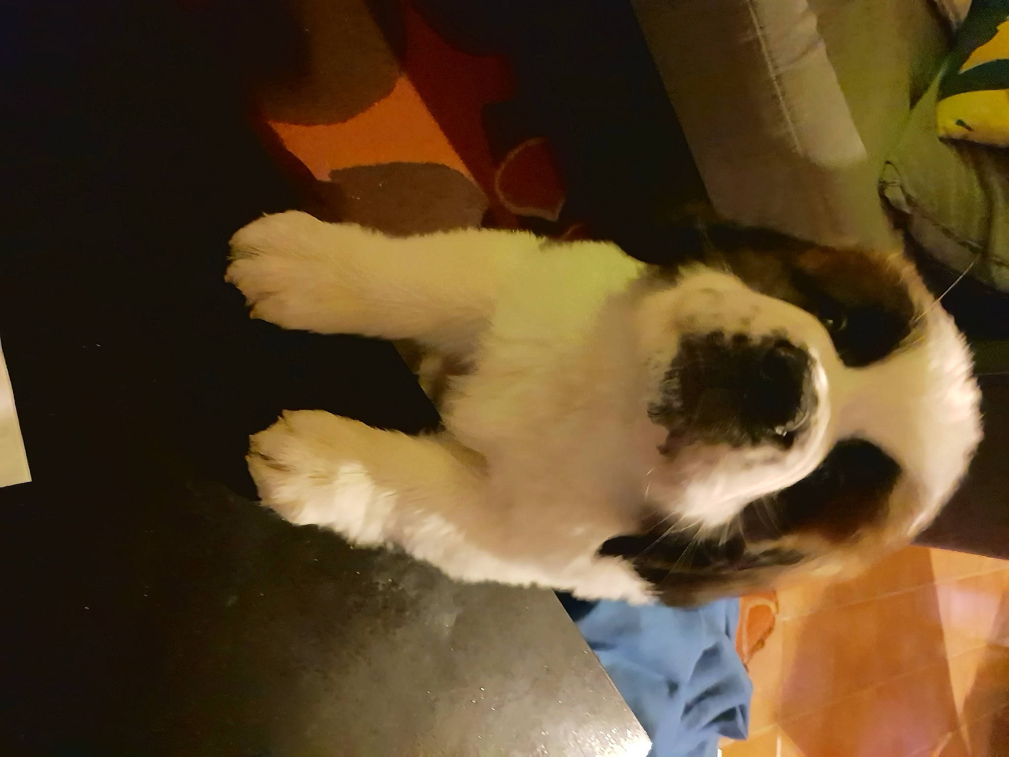 Odhinn a rejoint le concours — aidez-le/la à gagner de superbes lots ! canidae, carnivore, claw, companion_dog, dog, dog_breed, fawn, felidae, flooring, fur, non_sporting_group, paw, plant, small_to_medium_sized_cats, snout, sporting_group, tail, terrestrial_animal, whiskers, working_animal