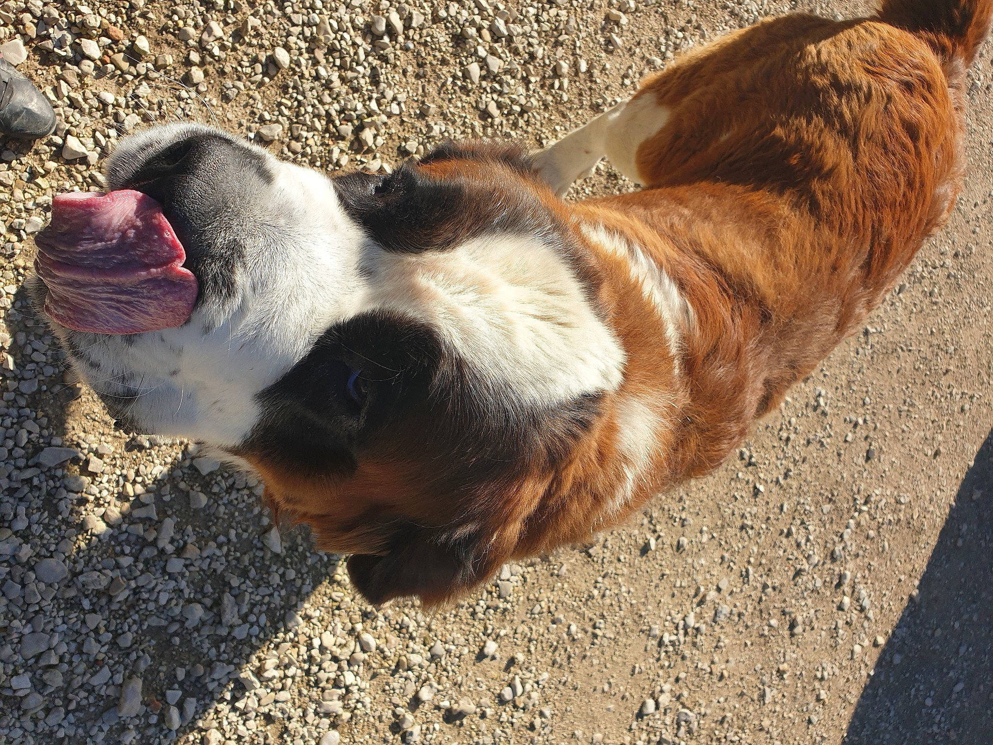 Odhinn participe au concours pour gagner de l'argent avec cette photo : canidae, carnivore, collar, companion_dog, dog, dog_breed, dog_collar, fawn, fur, human_leg, leash, leg, liver, scent_hound, snout, soil, sporting_group, tail, whiskers, working_animal