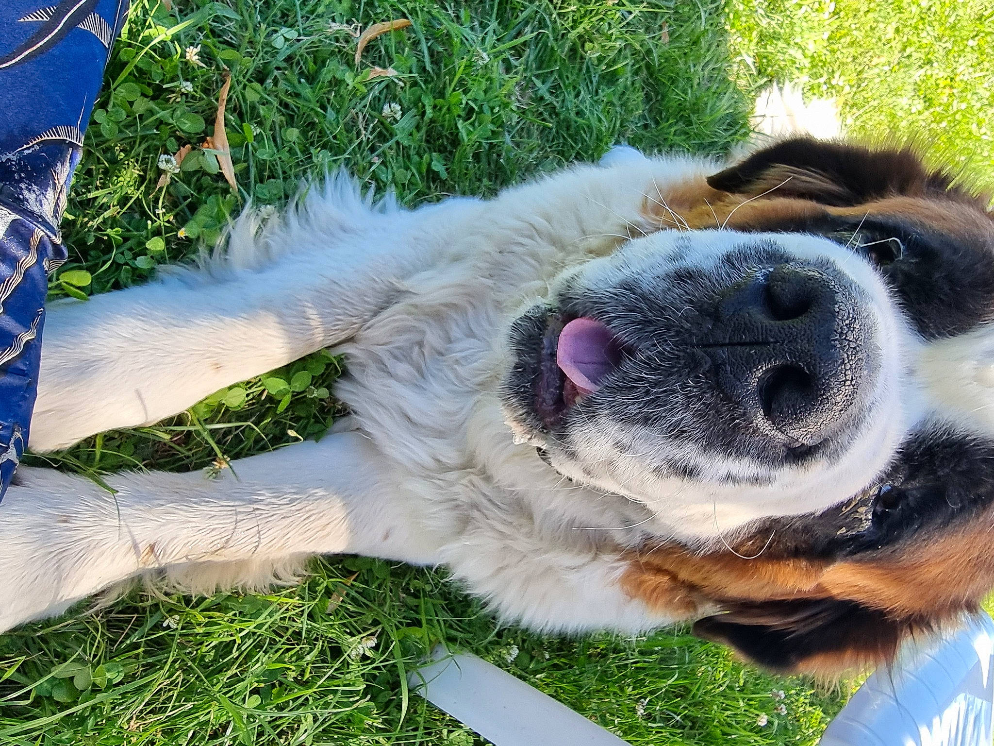 Odhinn participe au concours pour gagner de l'argent avec cette photo : carnivore, collar, companion_dog, dog, dog_breed, dog_collar, dog_supply, fawn, fur, grass, leash, liver, paw, pet_supply, plant, snout, sporting_group, tail, whiskers, working_animal