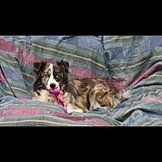 Bella joined the competition — help win amazing prizes! animal, blanket, canine, colorful, comfort, companion, cute, dog, domestic_animal, fur, household, indoor, lying_down, mammal, patterned, pet, playful, relaxed, resting, toy