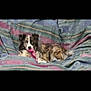 animal, blanket, canine, colorful, comfort, companion, cute, dog, domestic_animal, fur, household, indoor, lying_down, mammal, patterned, pet, playful, relaxed, resting, toy